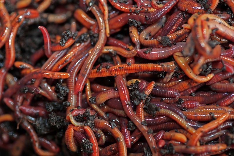The Ecological Importance Of The Eisenia Hortensis Species