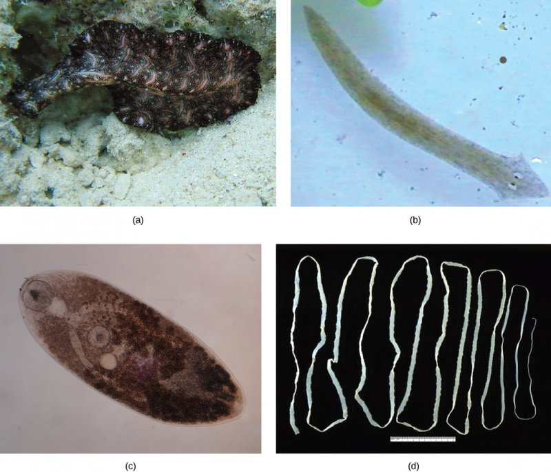 The Ecological Importance Of The Flatworm Species