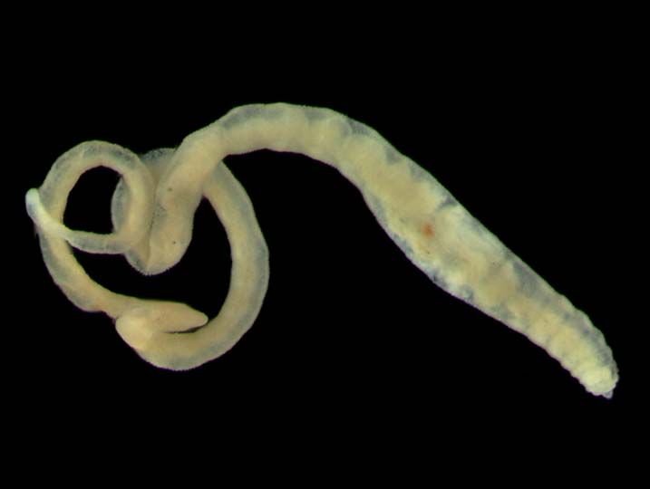 The Ecological Importance Of The Freshwater Oligochaete Species