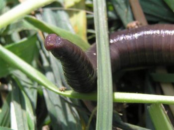 The Ecological Importance Of The Giant Gippsland Earthworm Species