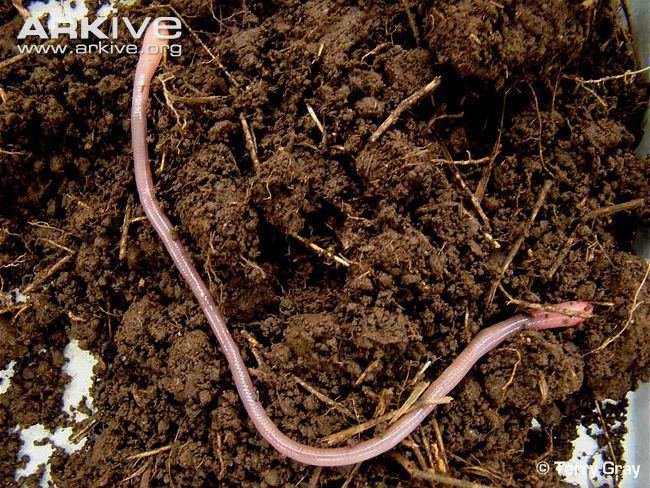 The Ecological Importance Of The Giant Palouse Earthworm Species