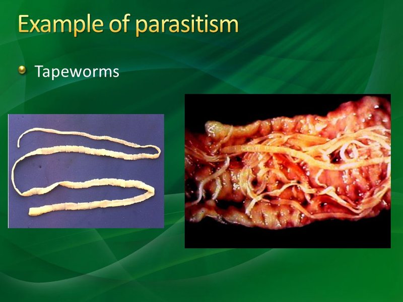 The Ecological Importance Of The Guppy Tapeworm Species