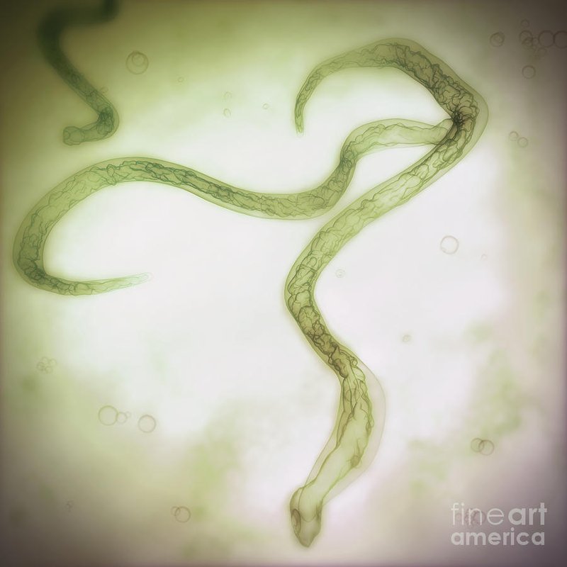 The Ecological Importance Of The Hookworm Species