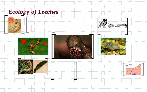 The Ecological Importance Of The Leech Species