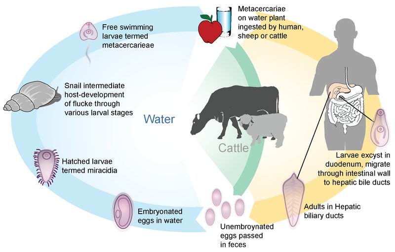 The Ecological Importance Of The Liver Fluke Species