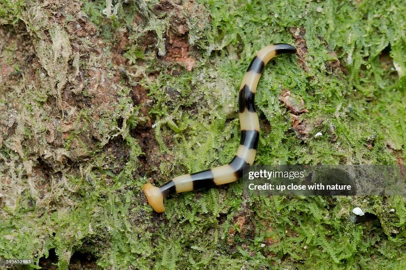 The Ecological Importance Of The Malayan Hammerhead Worm Species