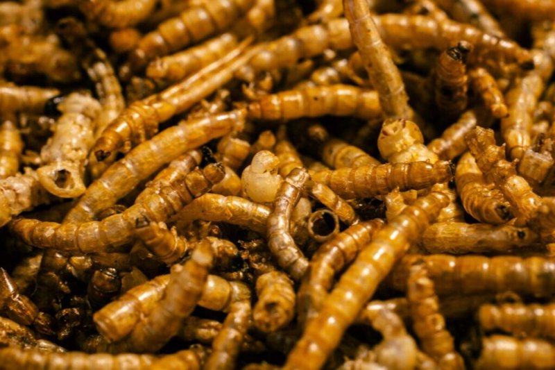 The Ecological Importance Of The Mealworm Species