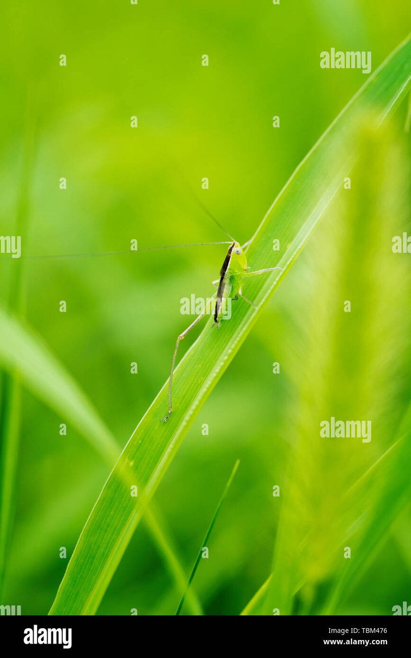 The Ecological Importance Of The Microworm Species