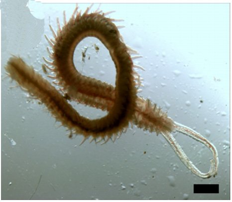 The Ecological Importance Of The Mudworm Species