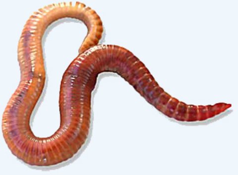 The Ecological Importance Of The Red Wiggler Species