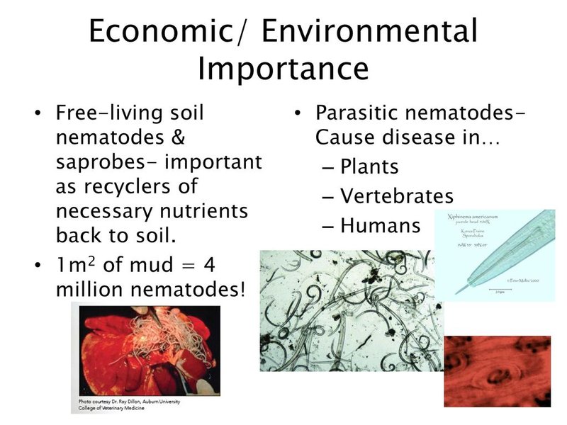 The Ecological Importance Of The Roundworm Species