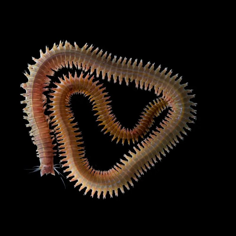 The Ecological Importance Of The Segmented Worm Species