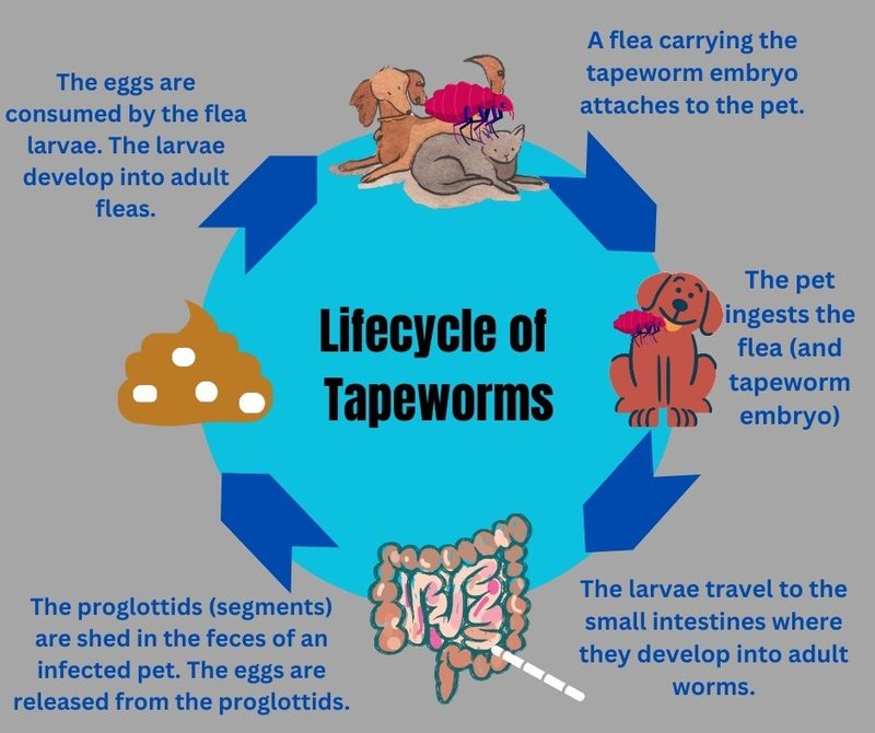 The Ecological Importance Of The Tapeworm Species