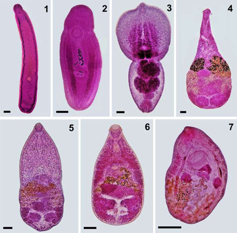 The Ecological Importance Of The Trematode Species