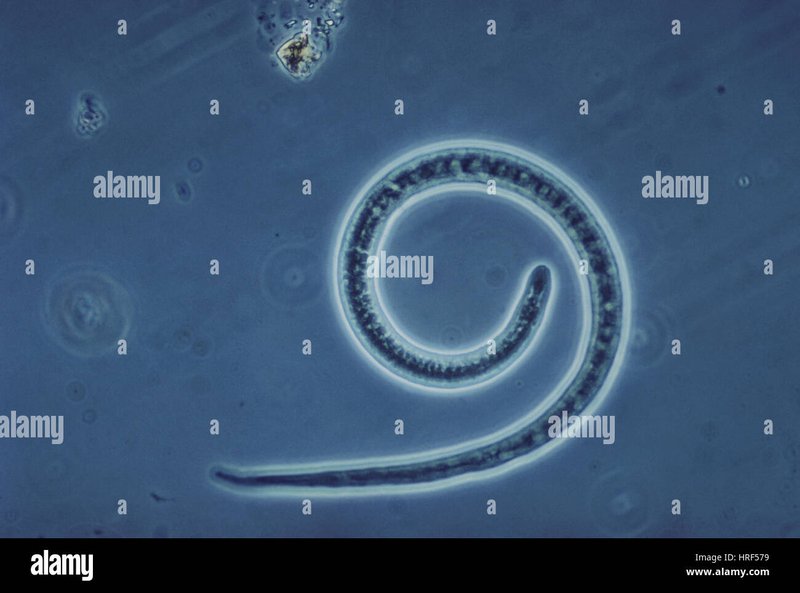 The Ecological Importance Of The Trichinella Spiralis Species