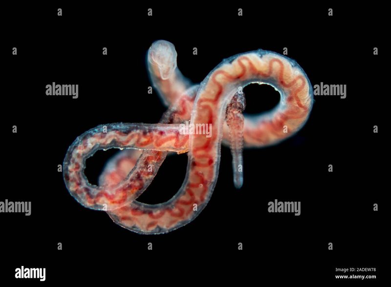 The Ecological Importance Of The Tubifex Worm Species