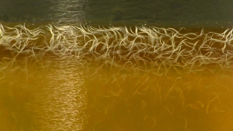 The Ecological Importance Of The Vinegar Eel Species