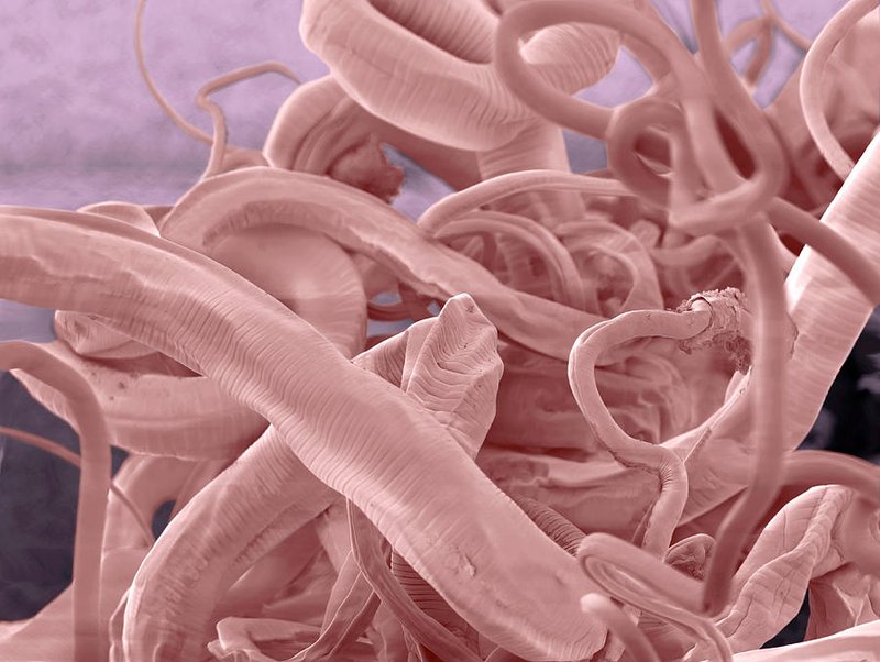 The Ecological Importance Of The Whipworm Species