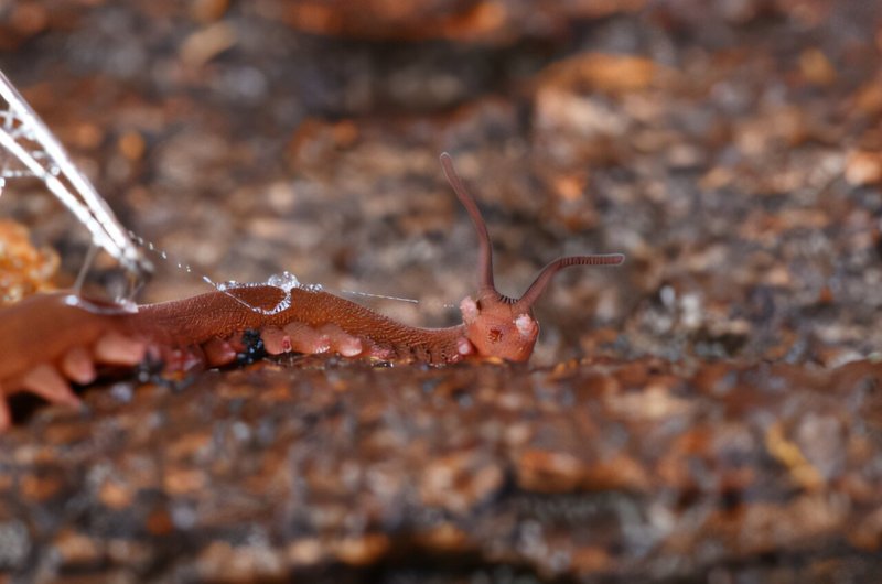 The Ecological Significance Of Velvet Worm Slime