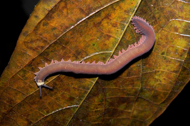 The Ecological Significance Of Velvet Worm Slime