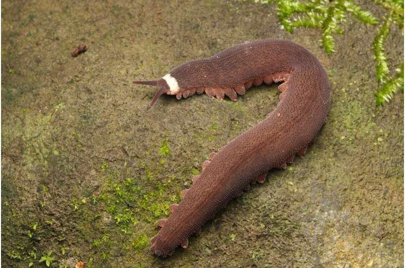 The Ecological Significance Of Velvet Worm Slime