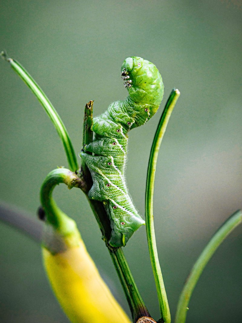 The Economic Impact Of Hornworms In Market Gardens