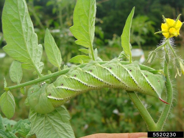 The Economic Impact Of Hornworms In Market Gardens