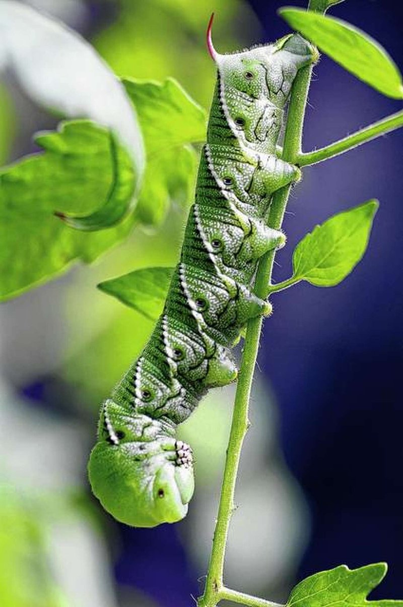 The Economic Impact Of Hornworms In Market Gardens