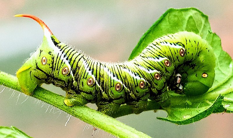 The Economic Impact Of Hornworms In Market Gardens
