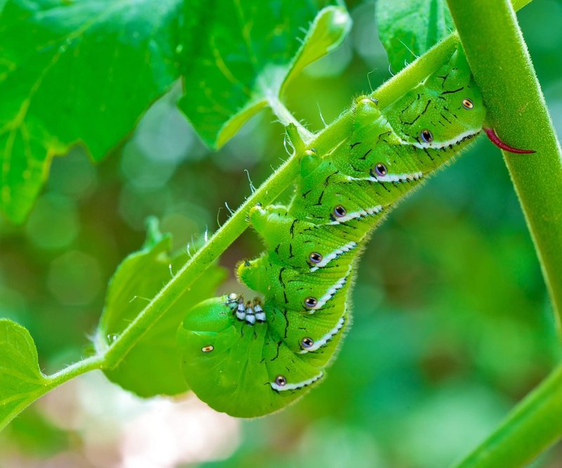 The Economic Impact Of Hornworms In Market Gardens