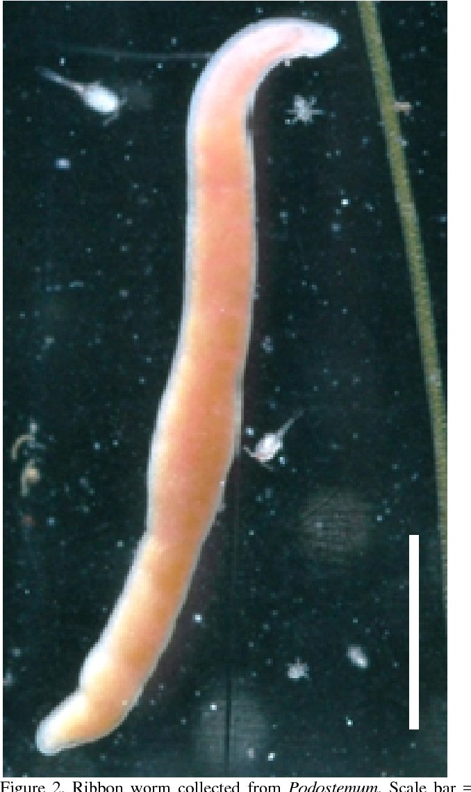 The Evolutionary History Of Ribbon Worms