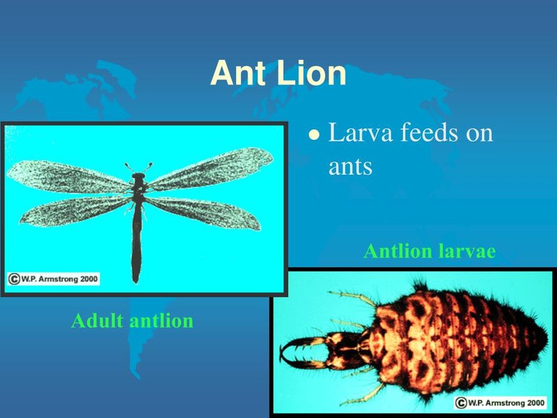 The Feeding Mechanism Of Ant Lion Larvae Explained Step-By-Step