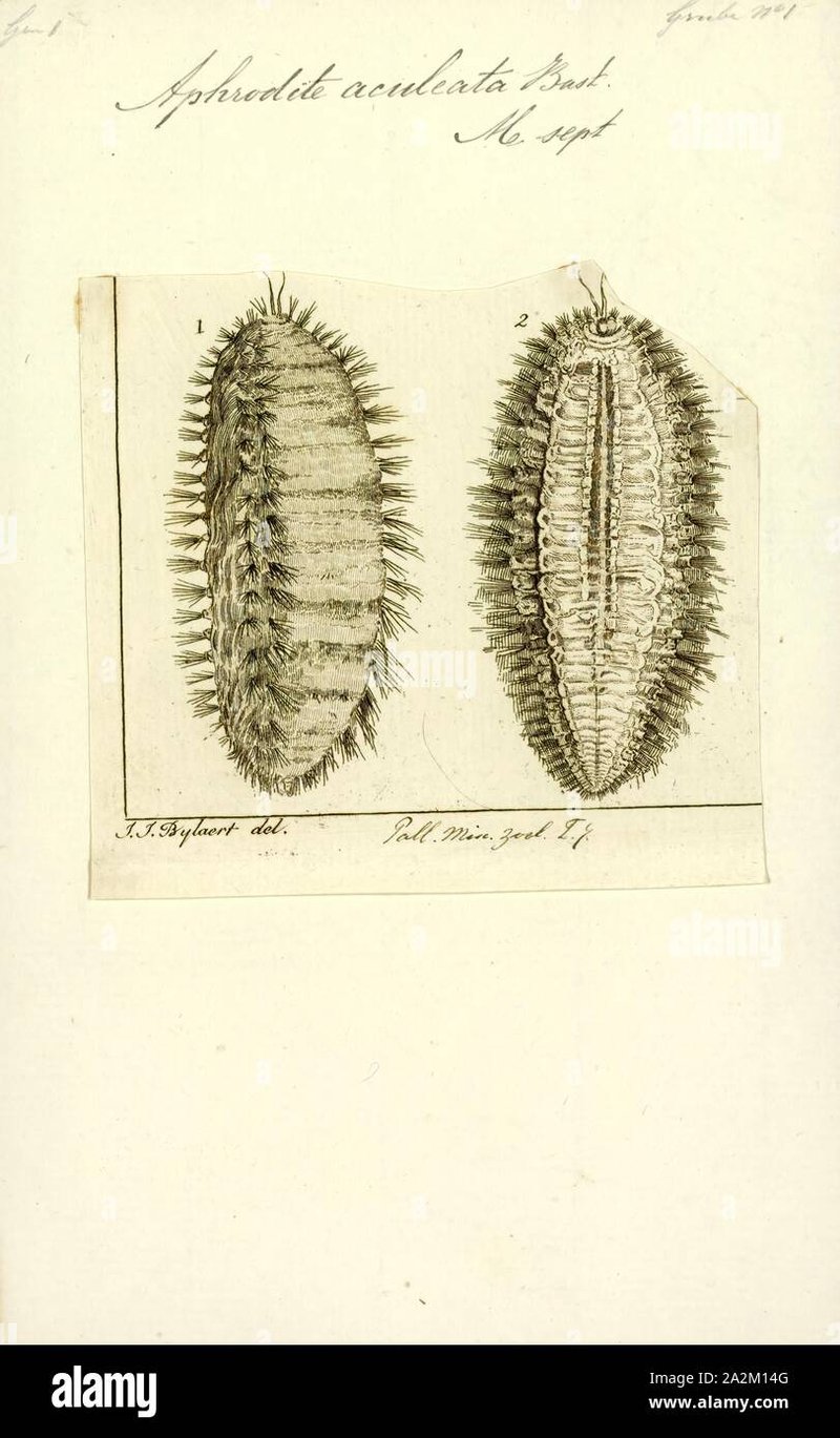 The Feeding Mechanism Of Aphrodite Aculeata Explained Step-By-Step