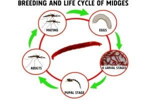 The Feeding Mechanism Of Bloodworm Explained Step-By-Step