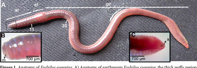 The Feeding Mechanism Of Eisenia Hortensis Explained Step-By-Step