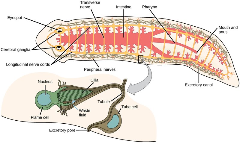 The Feeding Mechanism Of Flatworm Explained Step-By-Step