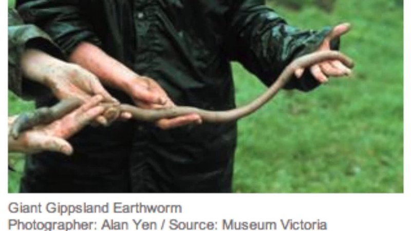 The Feeding Mechanism Of Giant Gippsland Earthworm Explained Step-By-Step