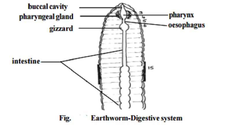 The Feeding Mechanism Of Giant Palouse Earthworm Explained Step-By-Step