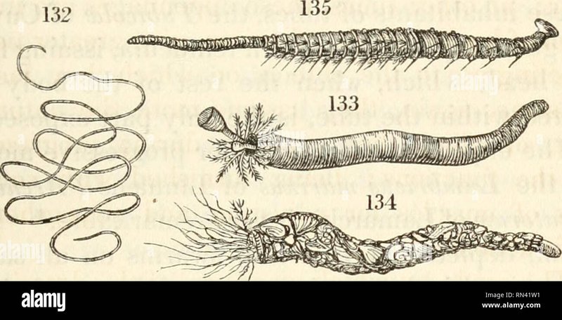 The Feeding Mechanism Of Hairworm Explained Step-By-Step