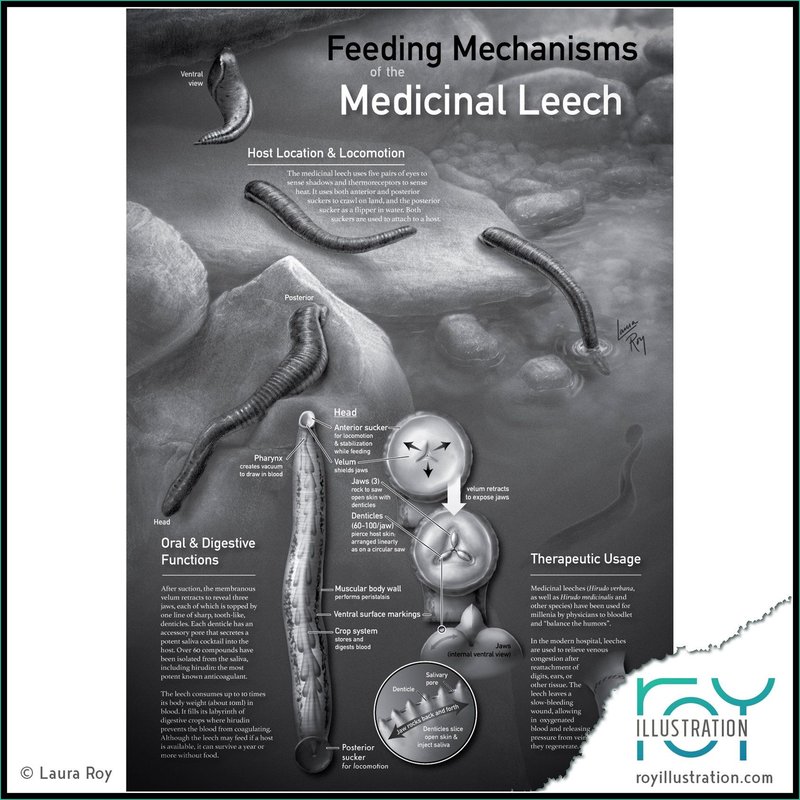 The Feeding Mechanism Of Leech Explained Step-By-Step