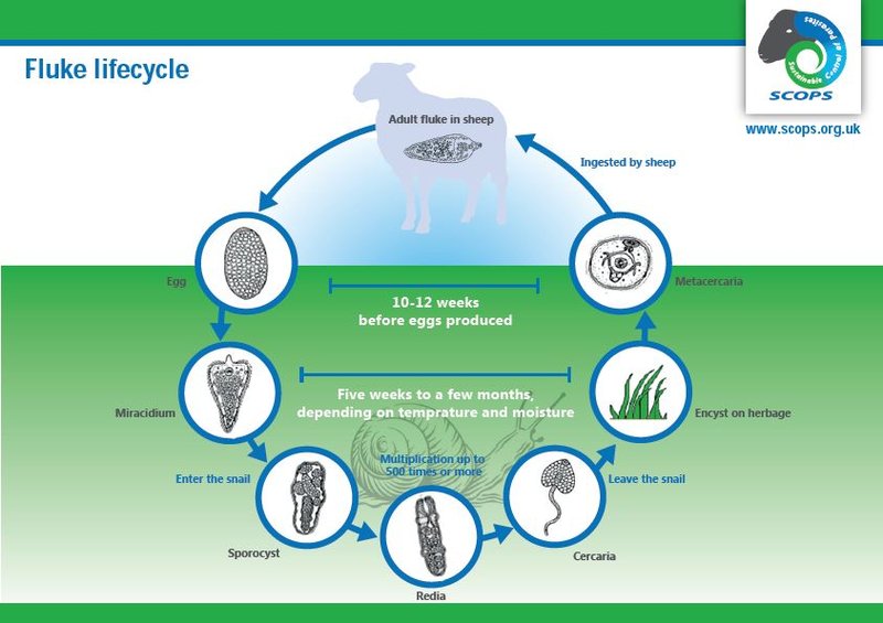 The Feeding Mechanism Of Liver Fluke Explained Step-By-Step