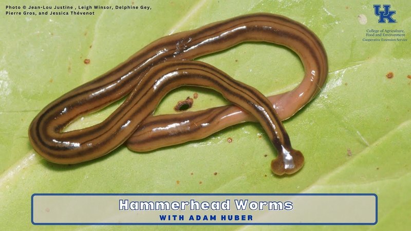 The Feeding Mechanism Of Malayan Hammerhead Worm Explained Step-By-Step
