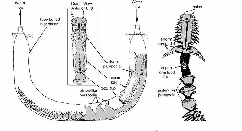 The Feeding Mechanism Of Marine Polychaete Explained Step-By-Step
