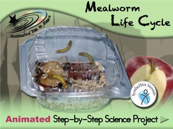 The Feeding Mechanism Of Mealworm Explained Step-By-Step
