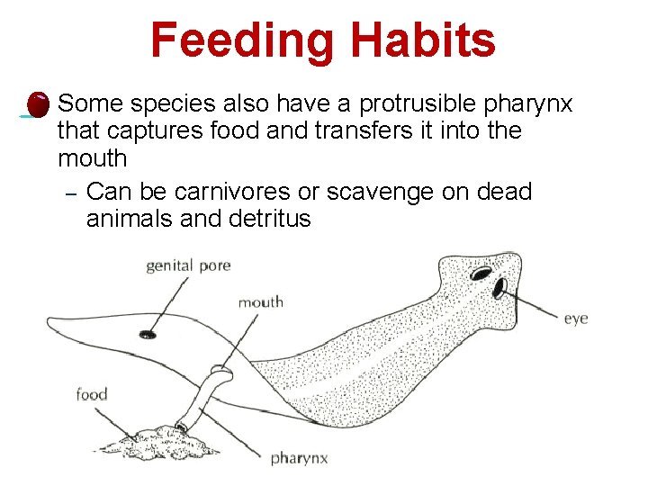 The Feeding Mechanism Of Mudworm Explained Step-By-Step