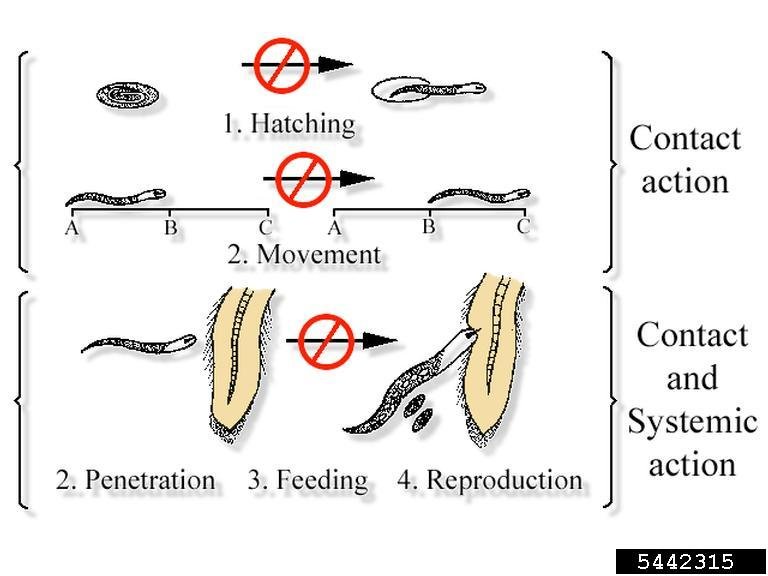 The Feeding Mechanism Of Nematomorph Explained Step-By-Step