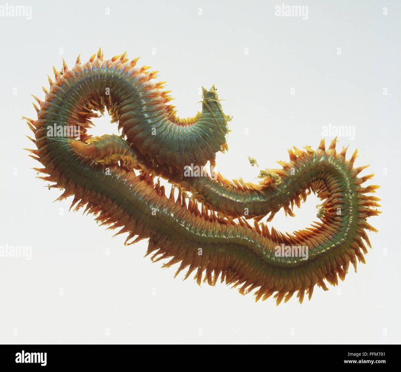 The Feeding Mechanism Of Nereis Virens Explained Step-By-Step