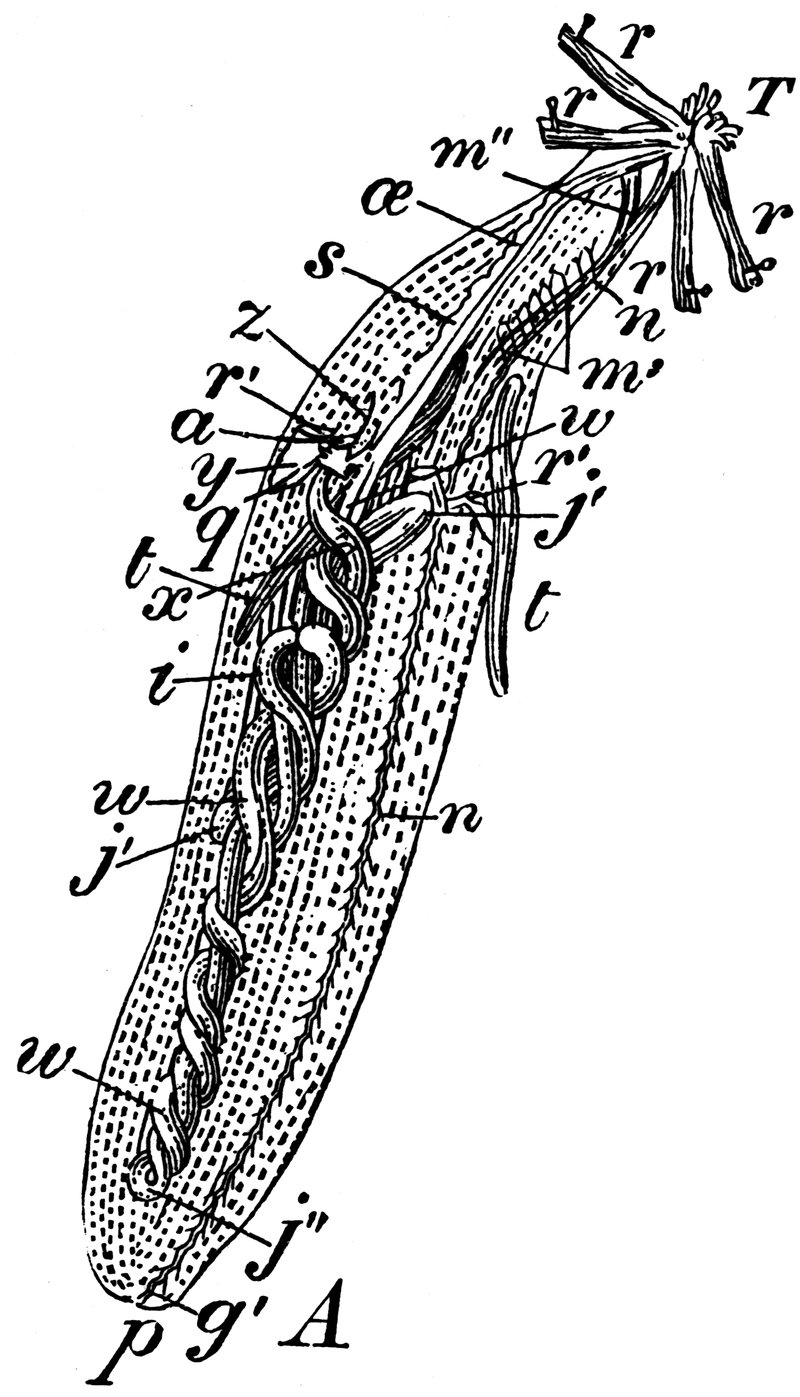 The Feeding Mechanism Of Peanut Worm Explained Step-By-Step