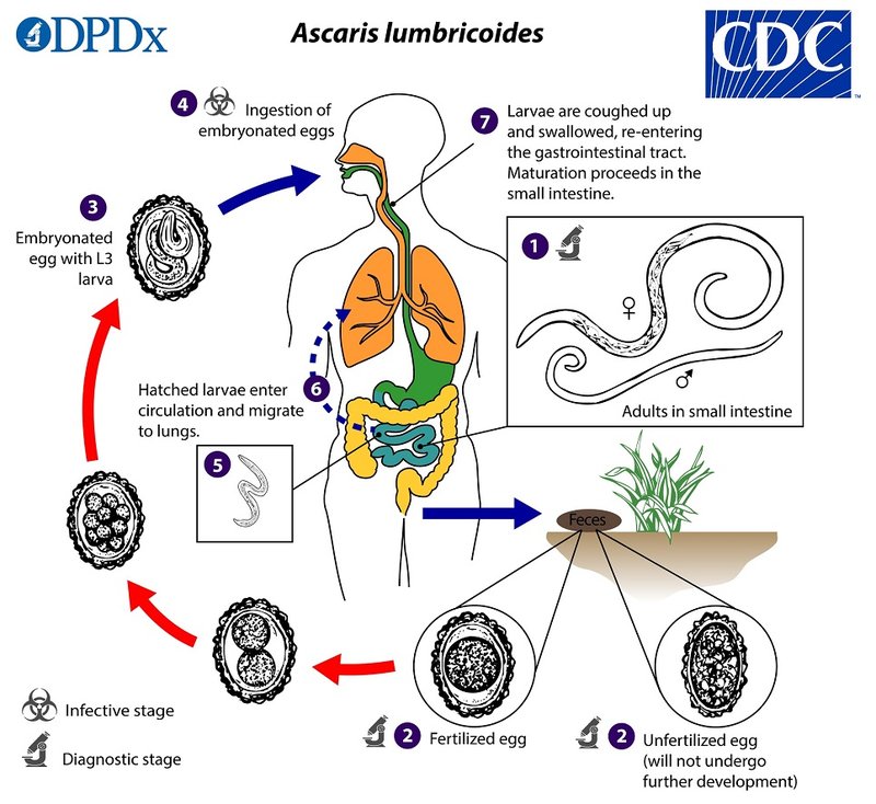 The Feeding Mechanism Of Pinworm Explained Step-By-Step