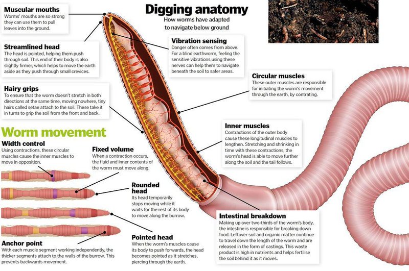 The Feeding Mechanism Of Red Wiggler Explained Step-By-Step